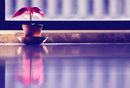 interior, planta, vermelho, reflexão, reflexo, janela, xícara de café