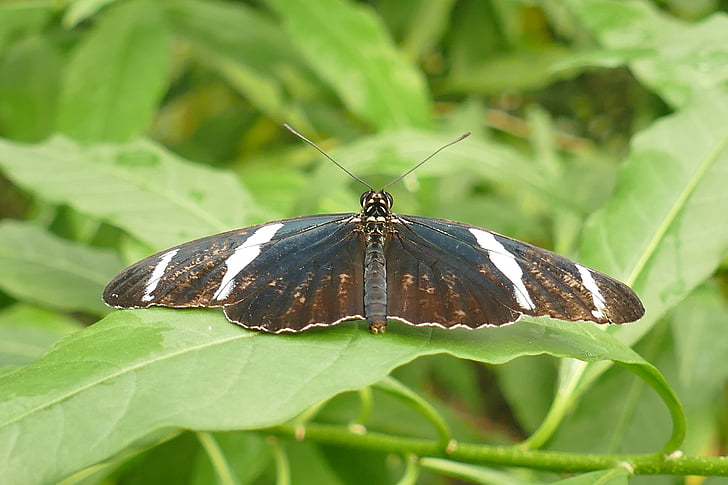 Motyl, brązowy biały czarny, owad, makro, egzotyczne, Natura, edelfalter