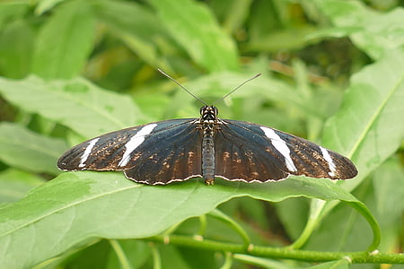 borboleta, marrom-branco-preto, inseto, macro, exóticas, natureza, edelfalter