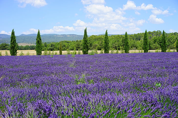 lavender field, cypress, avenue, lavender flowers, flowers, purple, flora