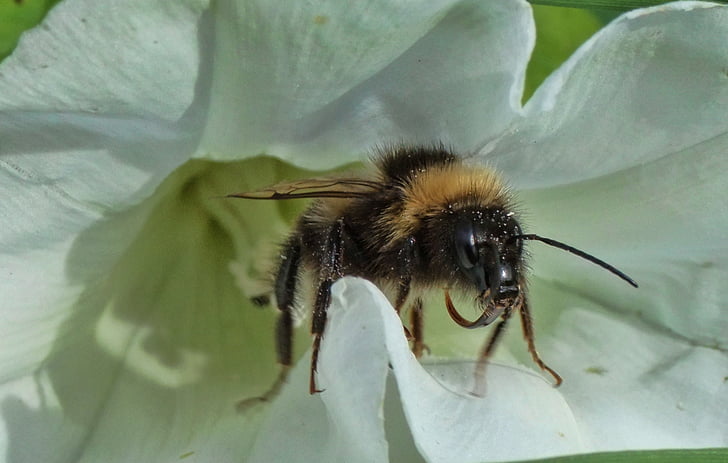 Pszczoła, owad, pyłek, Latem, zapylania, pływające, kwiat