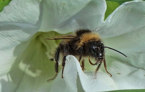 bee, insect, pollen, summer, pollinate, flying, flower