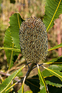 banksia, flower, seeds, australia, native, green