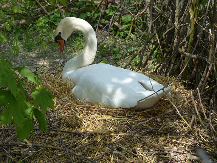 Swan, rasen, boet, swan's nest, djur