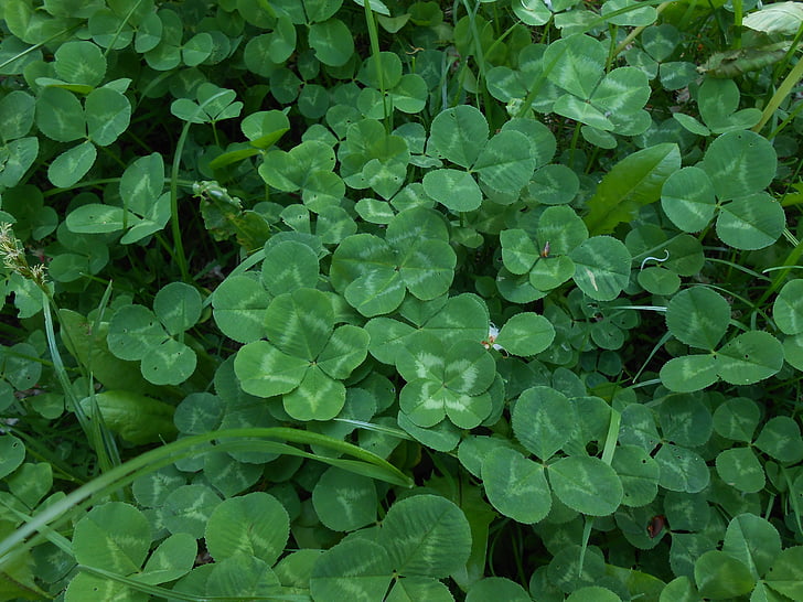 klee, lucky clover, green, auspicious symbols, shamrocks, plant, luck