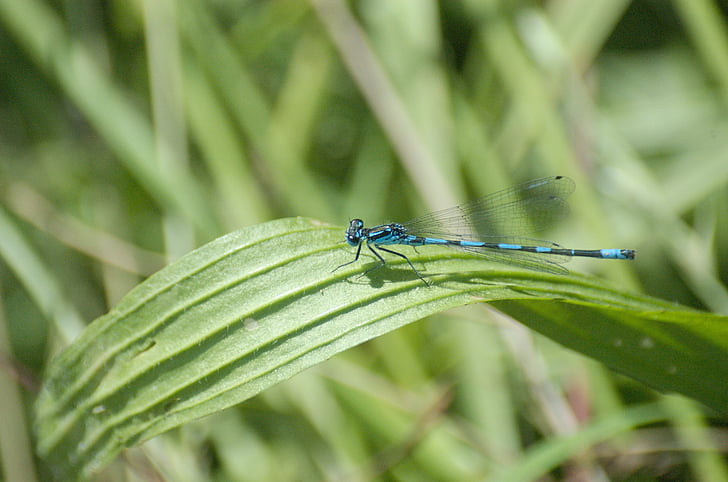 Dragonfly, liten trollslända, Azure brudtärna, blå