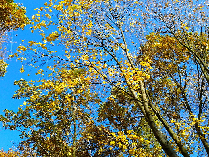 lišće, jesen, jesenje zlato, žuto lišće, zlato