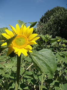 bloem, zonnebloem, geel, zomer, bloeit op, landbouw, veld