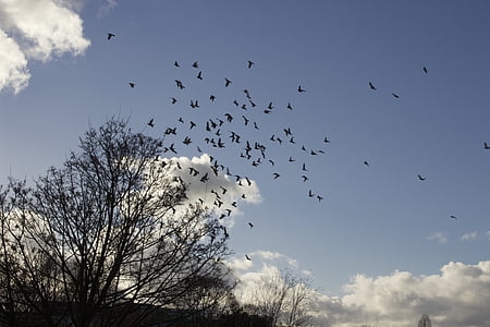 鳥, フライト, ツリー, 自然, cloudscape, 飛行中の鳥
