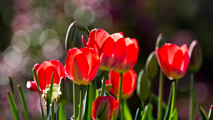 tulips, flowers, spring, tulip, nature, springtime, flower