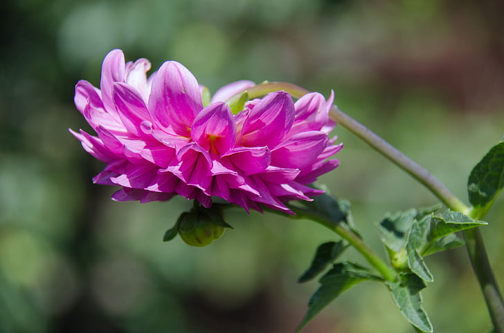 Dahlia, flor, plan de krupnyj, flores, rosa, flor del jardín, naturaleza