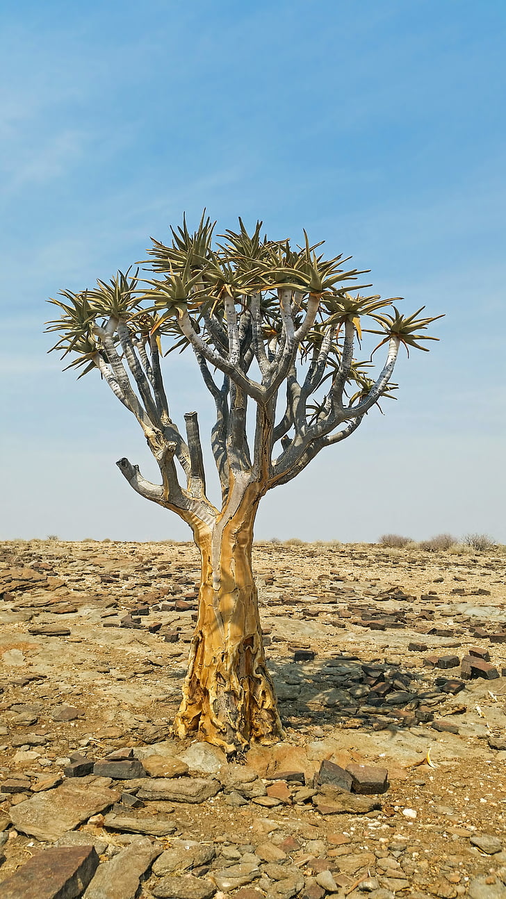 árbol de la aljaba, África, Namibia, paisaje, Heiss, naturaleza, árbol