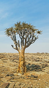 albero faretra, Africa, Namibia, paesaggio, Heiss, natura, albero