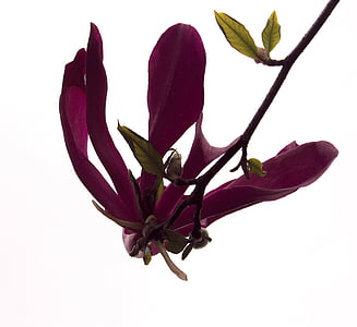 Magnolia Blumen, Blume, Tulpe-Zweig, schöne, Hintergrund, haben, Sommer
