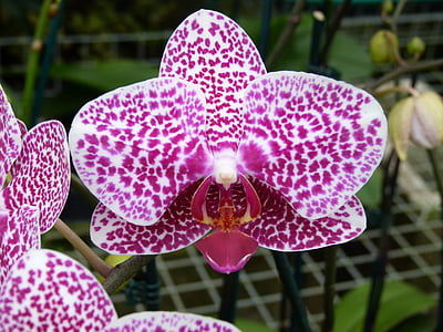 Orquídea, flor, verano, irregular, púrpura, Blanco, planta perenne