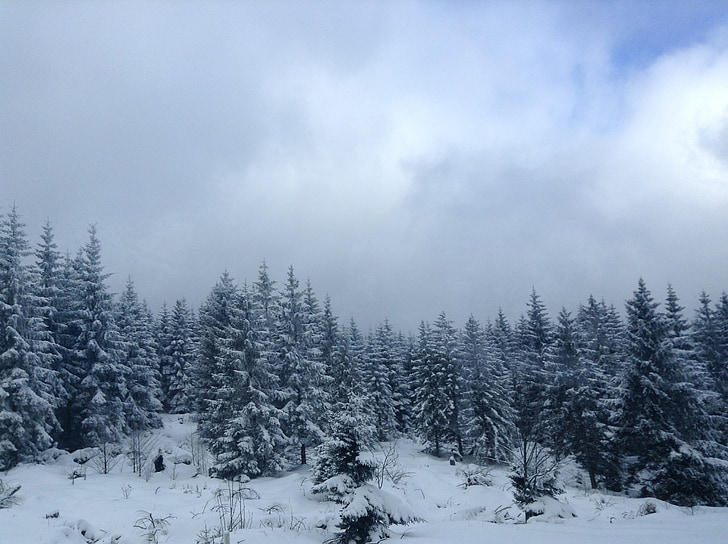 wlad, 휴일, 겨울, 원더랜드, 아름 다운, 자연, 눈