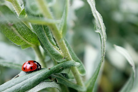 Ladybug, prikker, gresset, natur, makro, bille, insekt