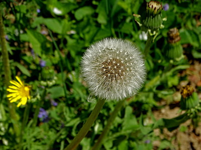 dandelion, flower, spring, fluffy, nature, plant, seed