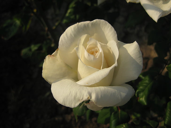 fleurs, roses, rose blanche, blanc, plantes ornementales, nature, plante