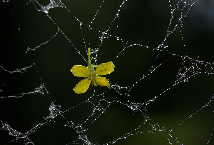 hämähäkinverkko, terälehtiä, keltainen, Dew, DROPS, kukka, Puutarha