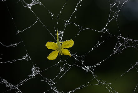 zirnekļa tīkls, ziedlapas, dzeltena, rasas, pilieni, puķe, dārza