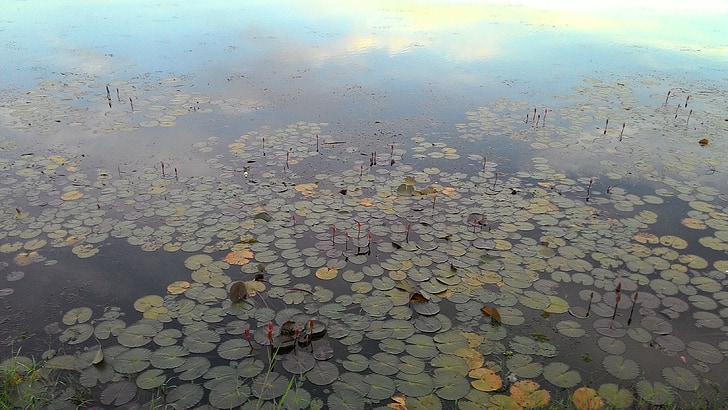 estanque, Lotus