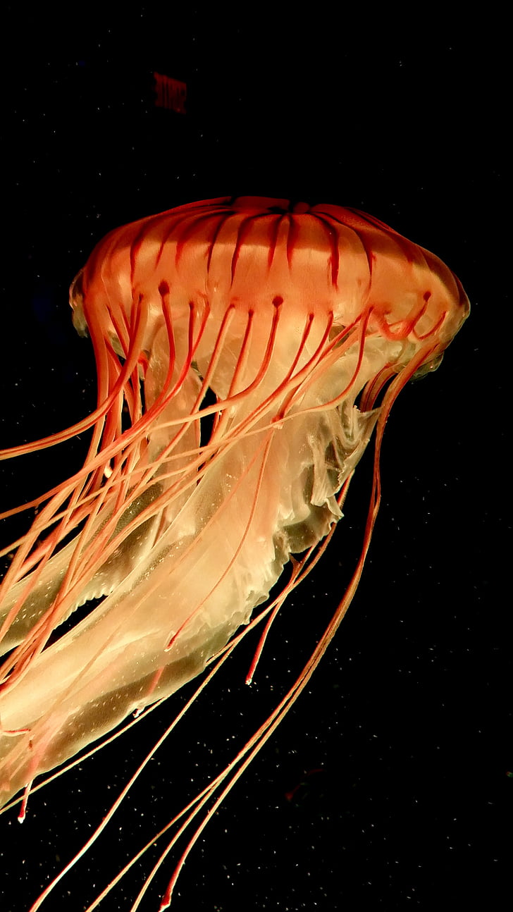 meduses, tentacles, d'aigua salada, picada, animal, oceà, vida de mar