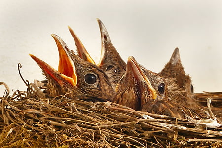 animal, bird's nest, birds, blackbird, chicks, nature, small bird