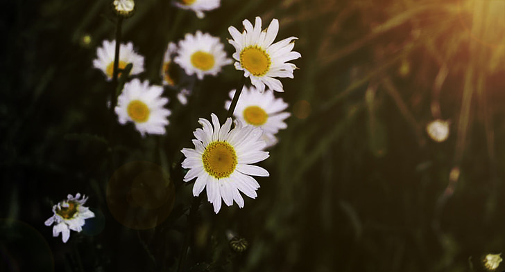 światło, kwiaty, Visual composer, Natura, Daisy, kwiat, roślina