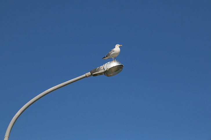 seagull, bird, blue, sky, gull