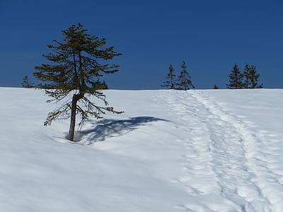 zimné, sneh, mrazivé, Príroda, Zimný sen, Zimný Les, zasnežené