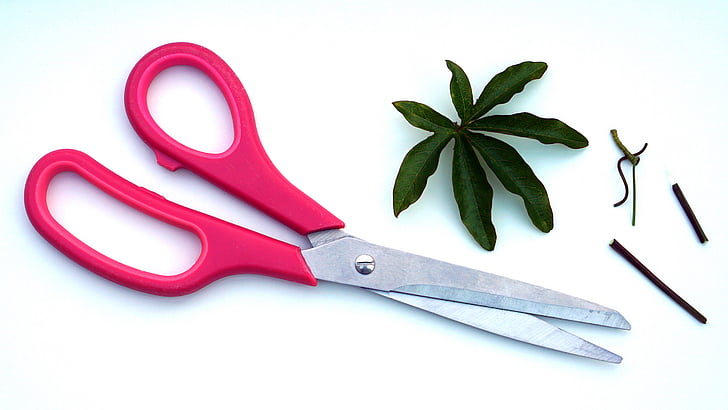 pink, scissors, arts, crafts, leaves, work Tool, equipment