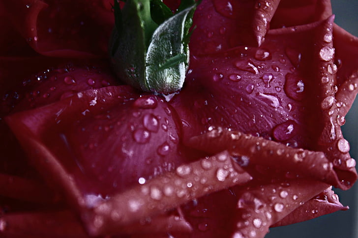 rosa, rossa, flower, plant, drops, wet, water