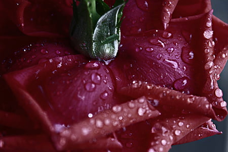 Rosa, Rossa, floare, plante, picături, umed, apa
