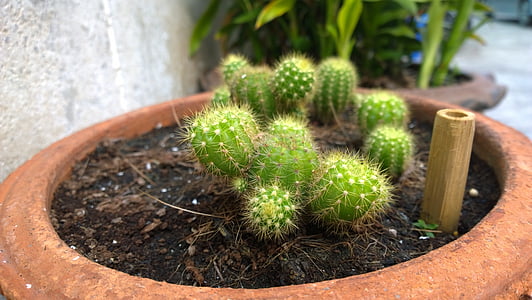 cactus, arbre, per a tot tipus de pell