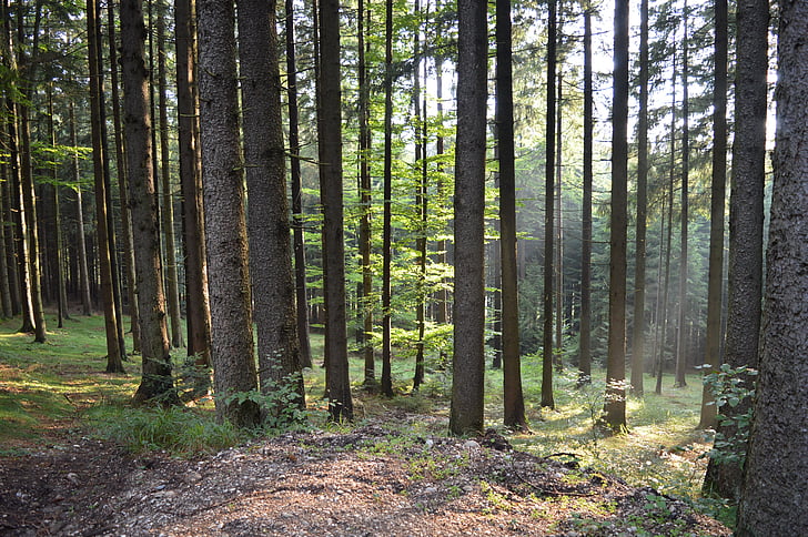 forest, sunlight, nature