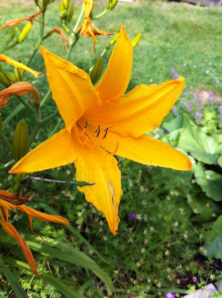 flower, lily, tiger lily, flowers, nature, summer, sweden