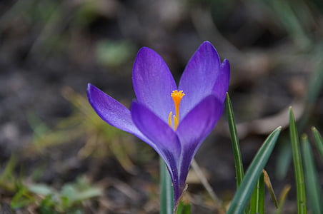 crocus, flower, violet, nature, plant, close-up, petal