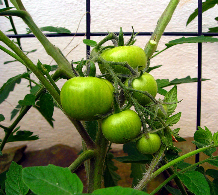 tomates, nachtschattengewächs, jardin, plante, vert, immatures, végétarien