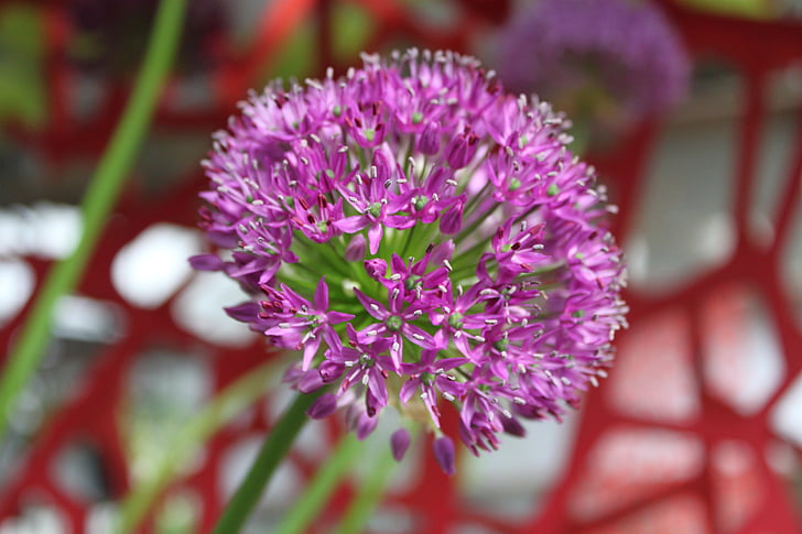 decorative garlic, plant, nature