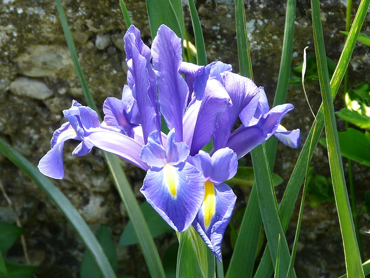 iris water, macro, blue, violet, yellow