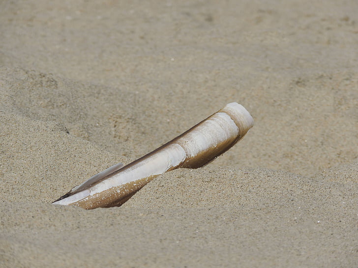 Shell, písek, pláž