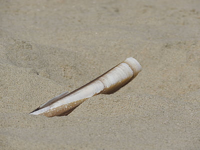 κέλυφος, Άμμος, παραλία