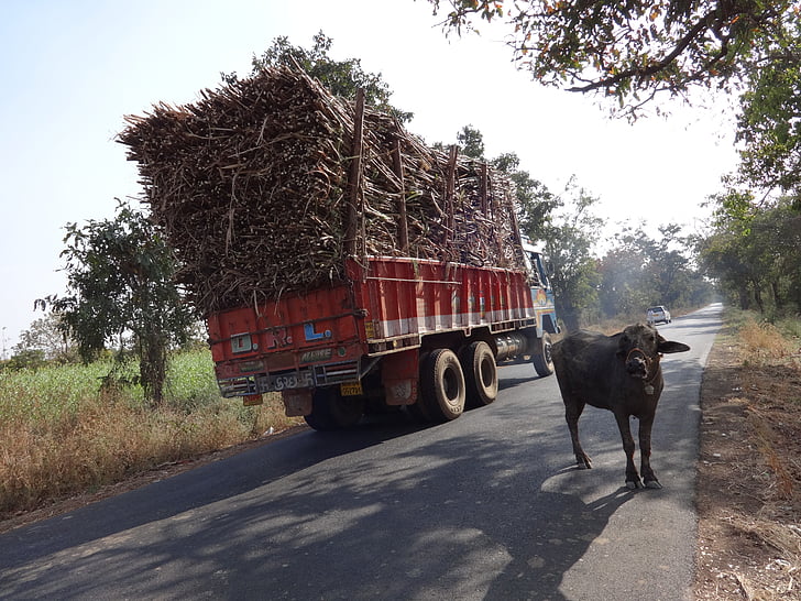 teherautó, túltöltés, rakomány, cukornád, tehén, India