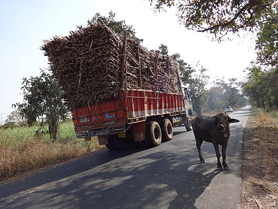 truck, overcharge, cargo, sugarcane, cow, india
