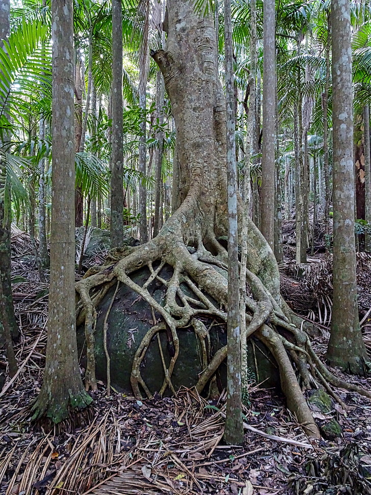 смокиня-удушвач, багажника, корени, дърво, подкрепям, тропически, смокиня