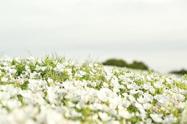field, flowers, landscape, panorama, white, nature, flower
