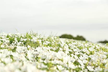 feltet, blomster, landskapet, Panorama, hvit, natur, blomst