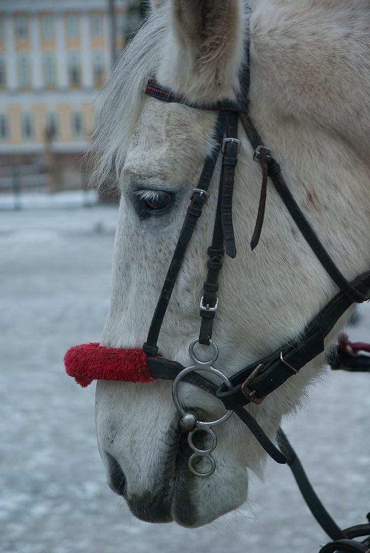 konj, pas, konjeniški, delovne živali, pozimi, sneg, domače živali