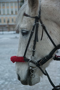 cheval, harnais, équitation aux Jeux, animal de travail, hiver, neige, animaux domestiques